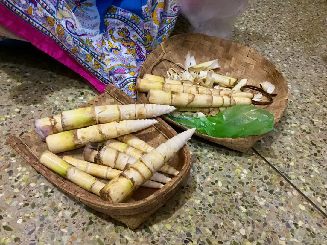 Can Dogs Eat Bamboo Shoots? Bamboo Munchies For Pooches!