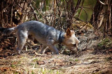 Is Fresh Basil Bad For Dogs