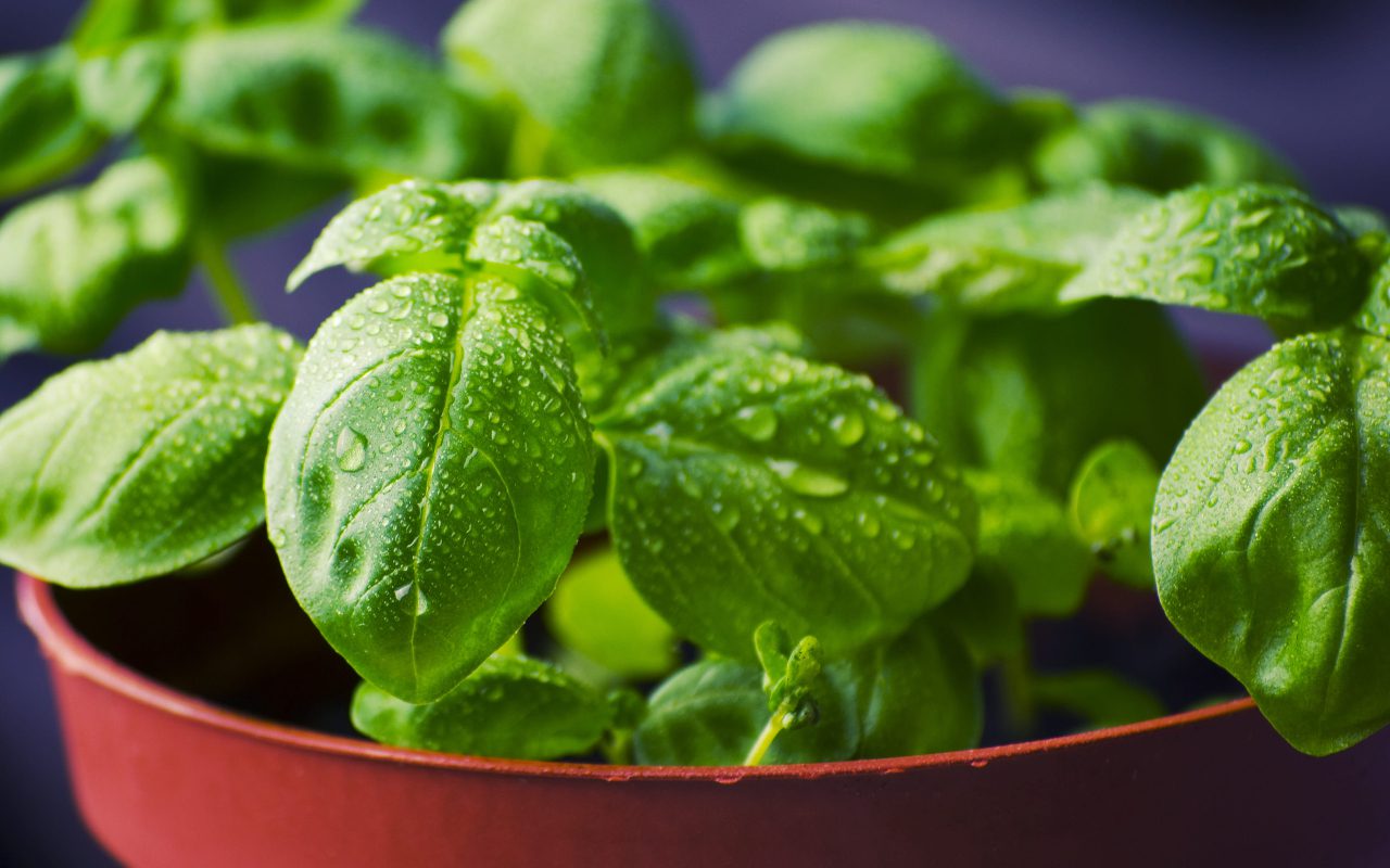 Can Dogs Eat Basil? Fresh or Dried, Find Out Now!