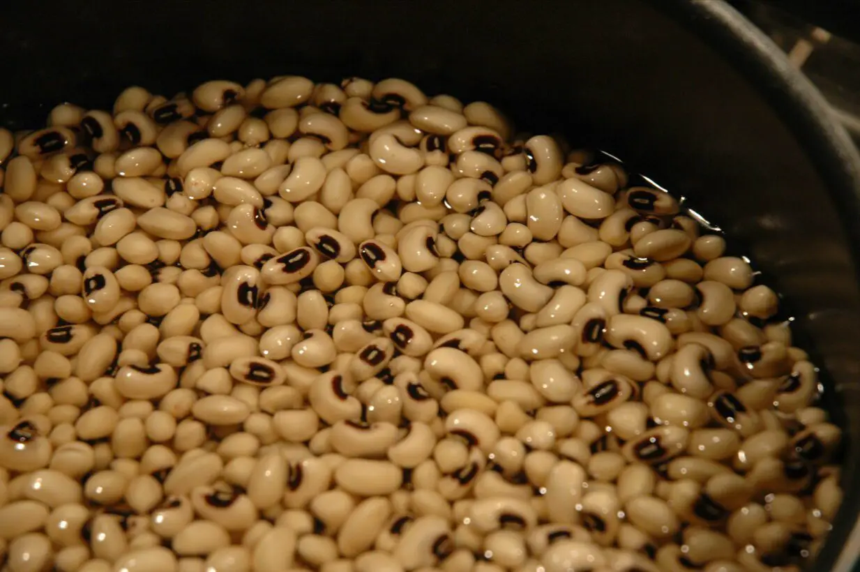 Can Dogs Eat Black-Eyed Peas? Peas, Please!