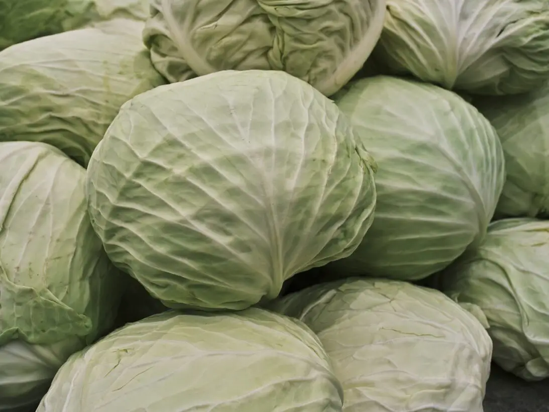 Can Dogs Eat Cabbage? Explore The Benefits of Cabbage