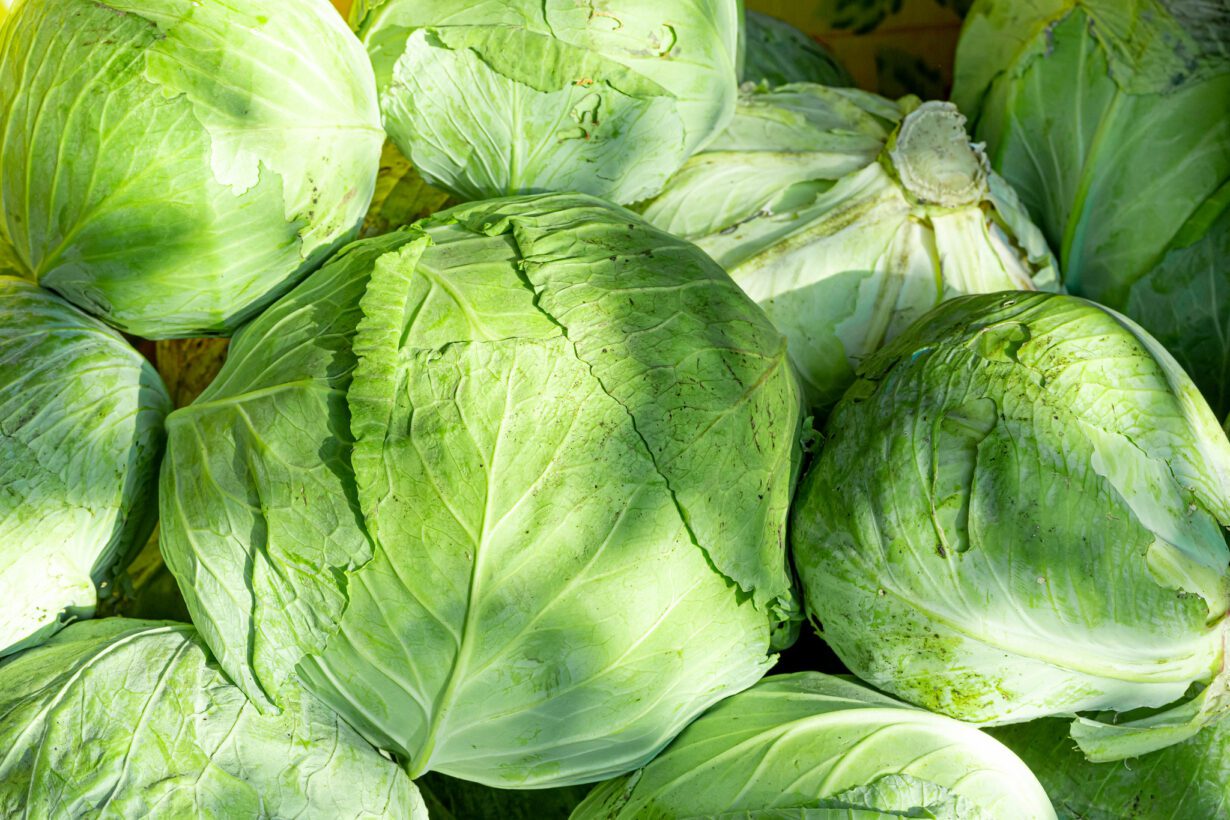 Can Dogs Eat Cabbage? Explore The Benefits of Cabbage