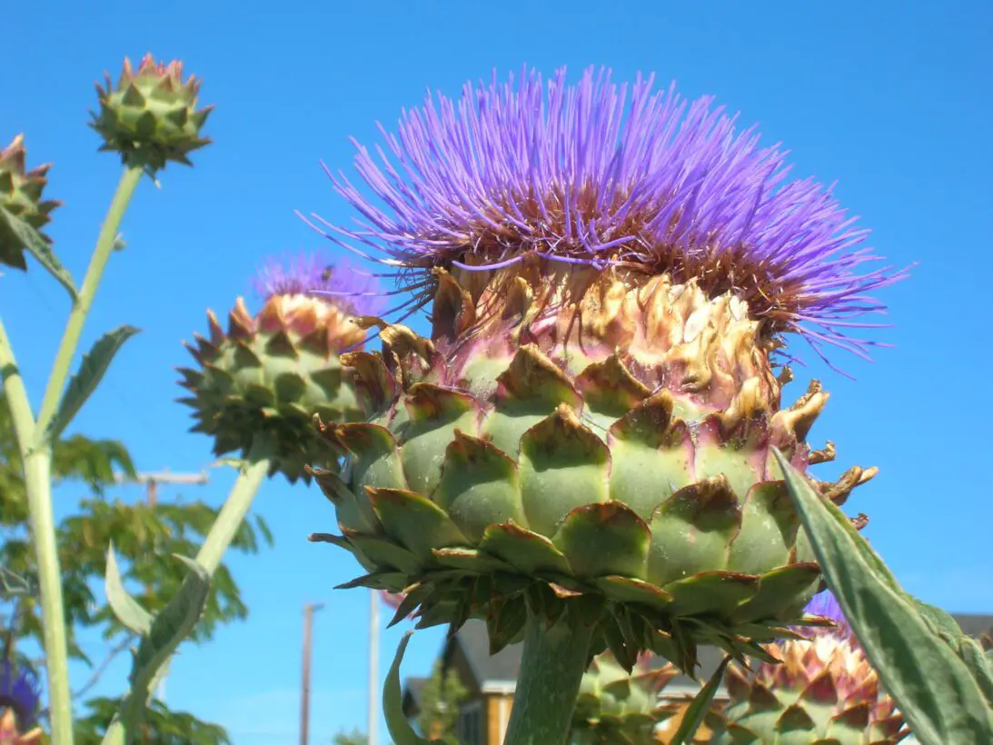 Can Dogs Eat Cardoon? Is This Unique Veggie Safe For Your Dog?