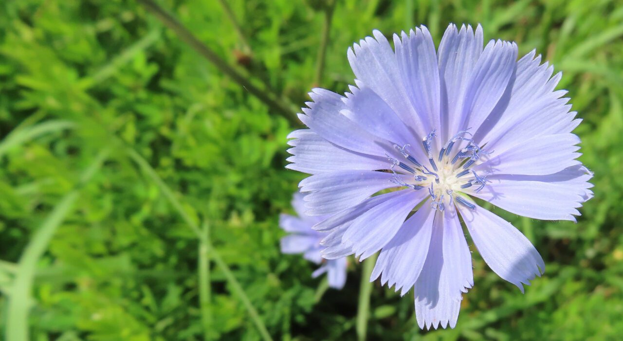 Can Dogs Eat Chicory? Chew on This!