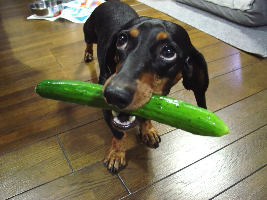 are cucumber peels safe for dogs