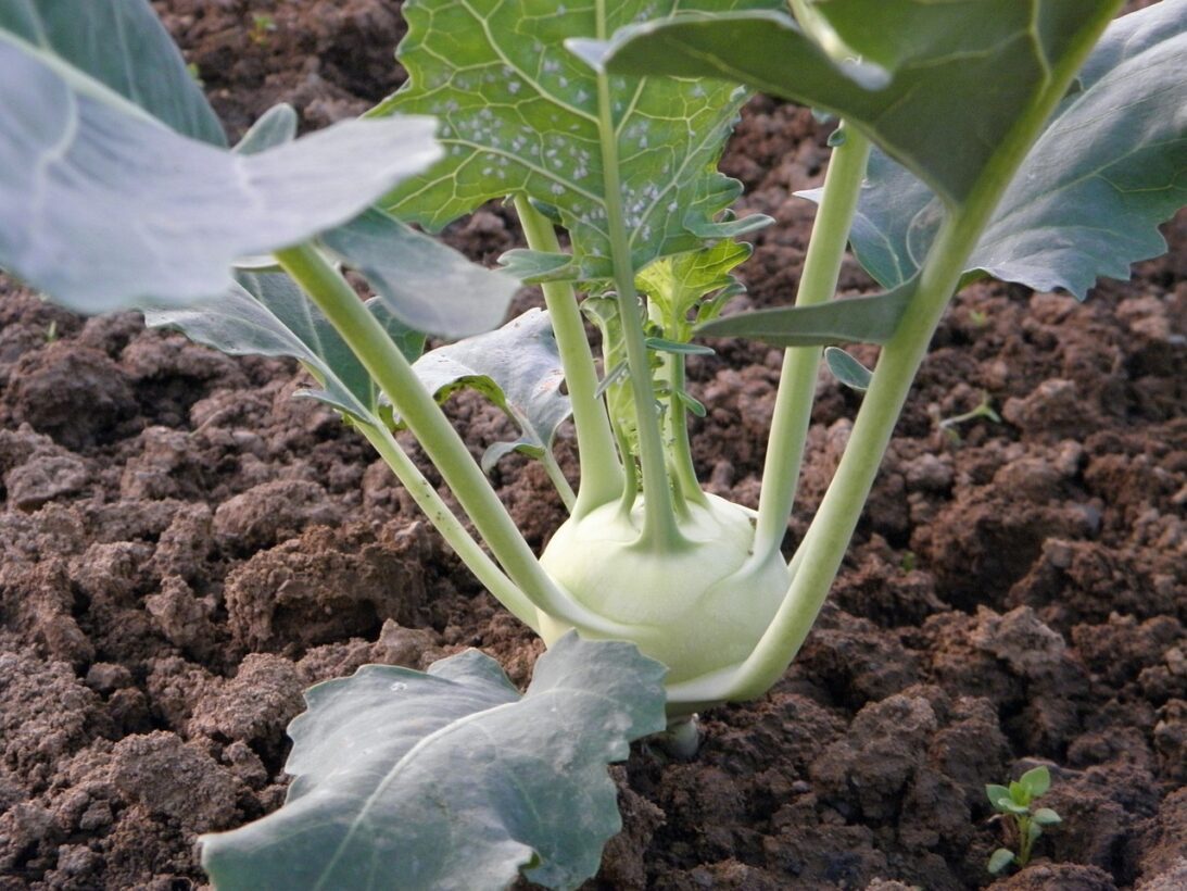 Can Dogs Eat Kohlrabi? Energizing Your Pup in a Crunch!