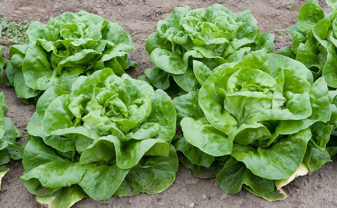 Can Dogs Eat Lettuce? The Leafy Green That’s Canine-Approved