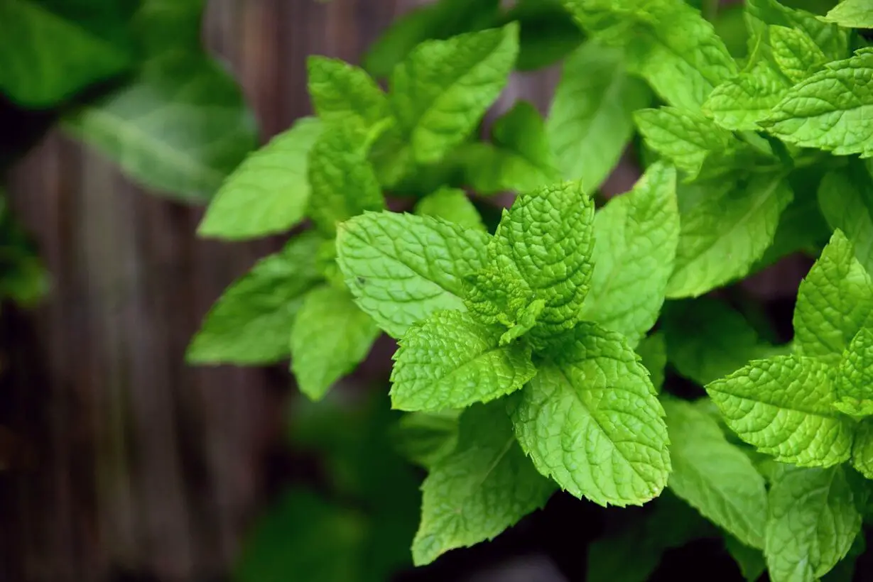 Can Dogs Eat Mint? Freshen Up Your Pup’s Breath