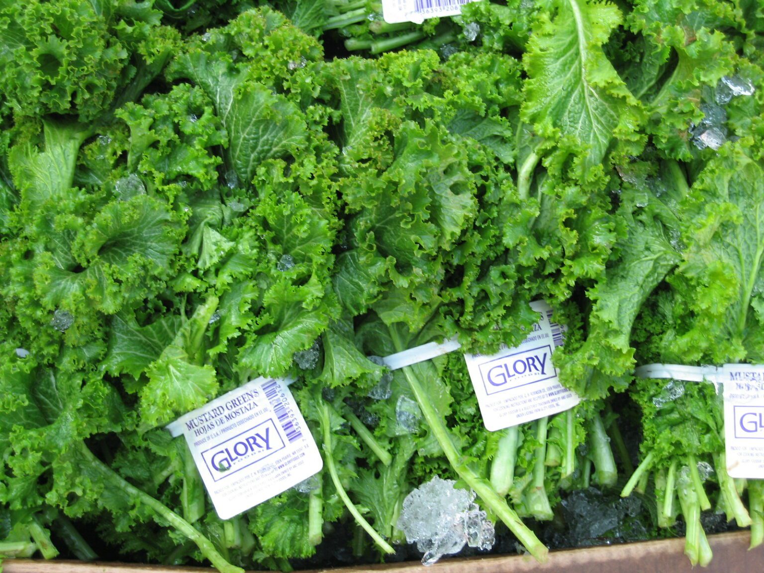 Can Dogs Eat Mustard Greens? Explore The Benefits of Mustard Greens!