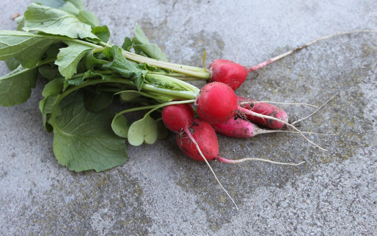 Can Dogs Eat Radishes? Spicing Up Your Dog’s Diet!