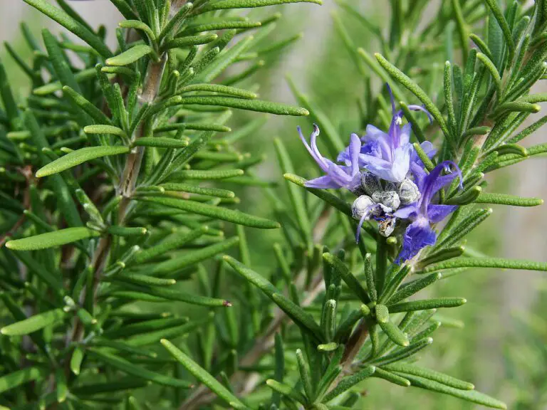 Can Dogs Eat Rosemary? Explore The Benefits of This PetFriendly Herb