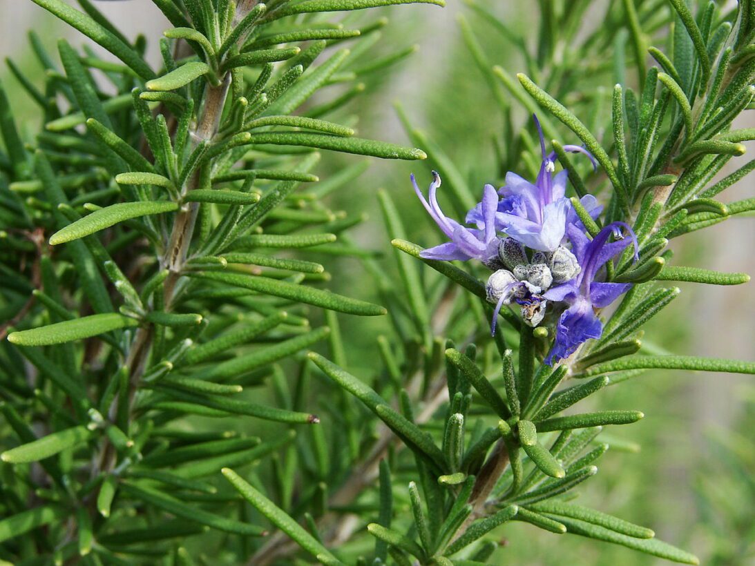 Can Dogs Eat Rosemary? Explore The Benefits of This Pet-Friendly Herb