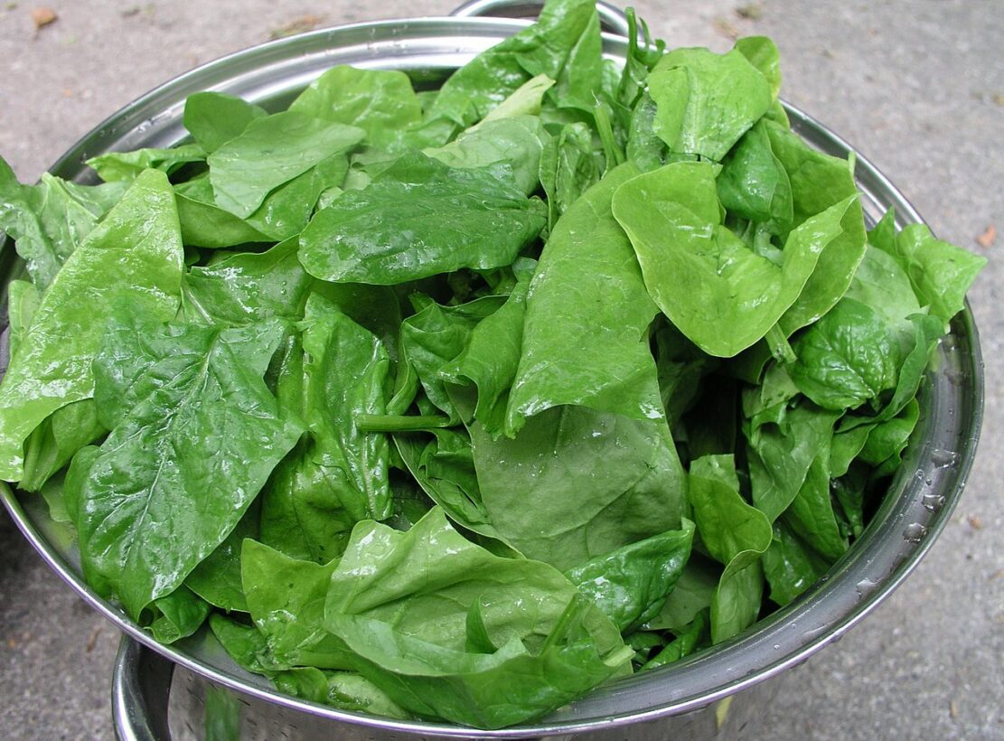 Can Dogs Eat Cooked Spinach? Unlocking The Secret of Spinach For Dogs!