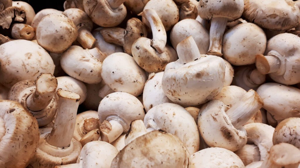 are portobello mushrooms good for dogs