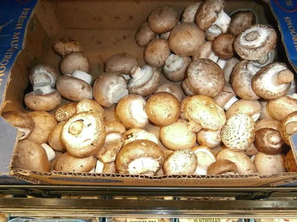 Can Dogs Eat Store-Bought Mushrooms