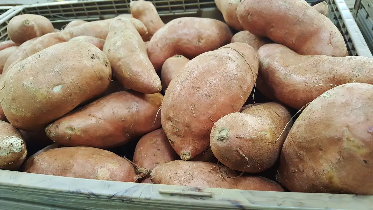 Can Dogs Eat Sweet Potatoes? The Tail-Wagging Truth!