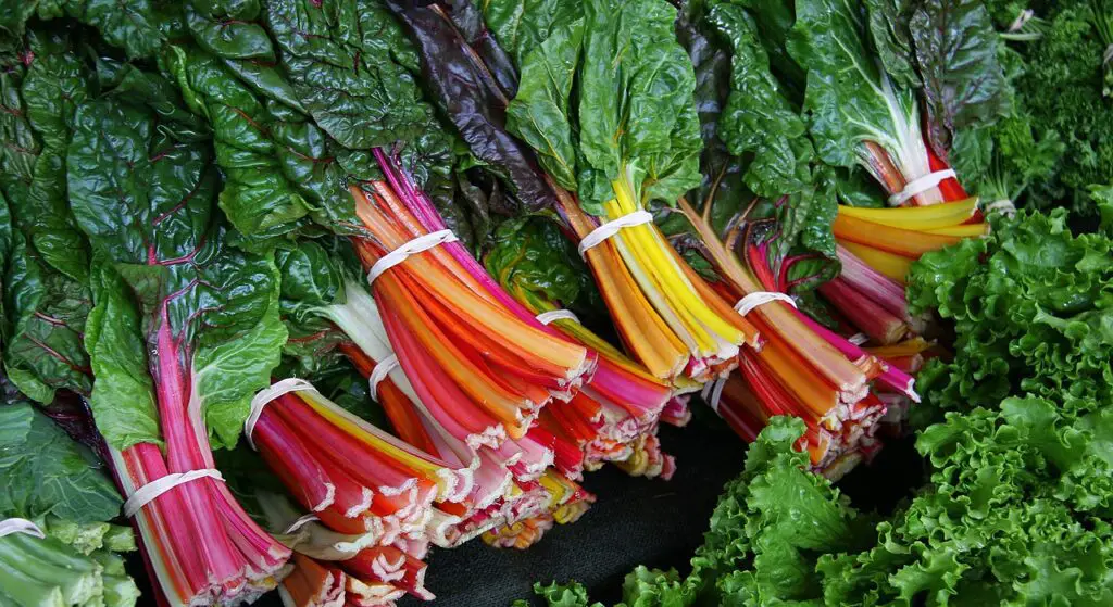 Can Dogs Eat Swiss Chard