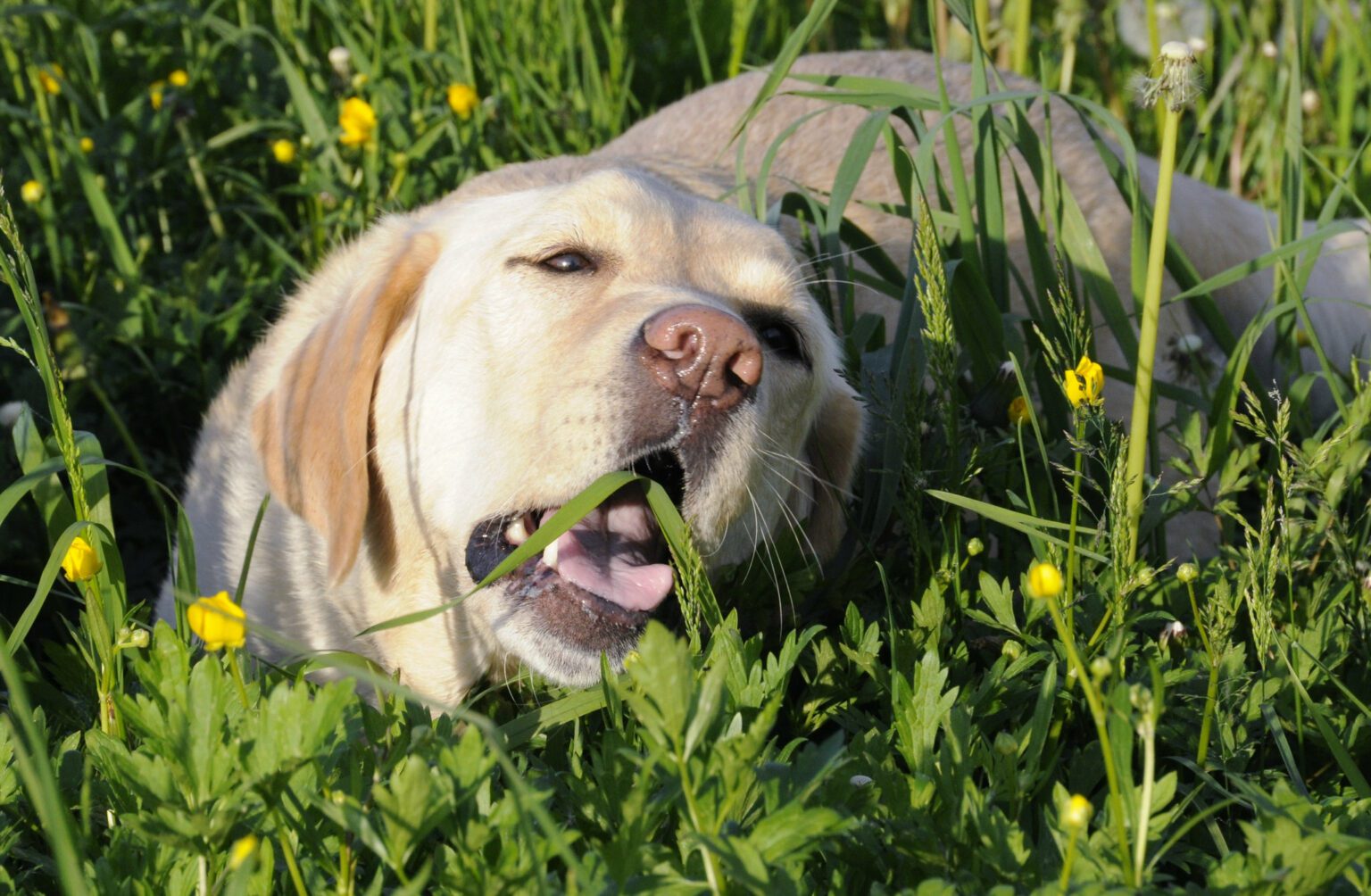 Can Dogs Eat Thyme? The Perfect Addition To Your Dog's Meal
