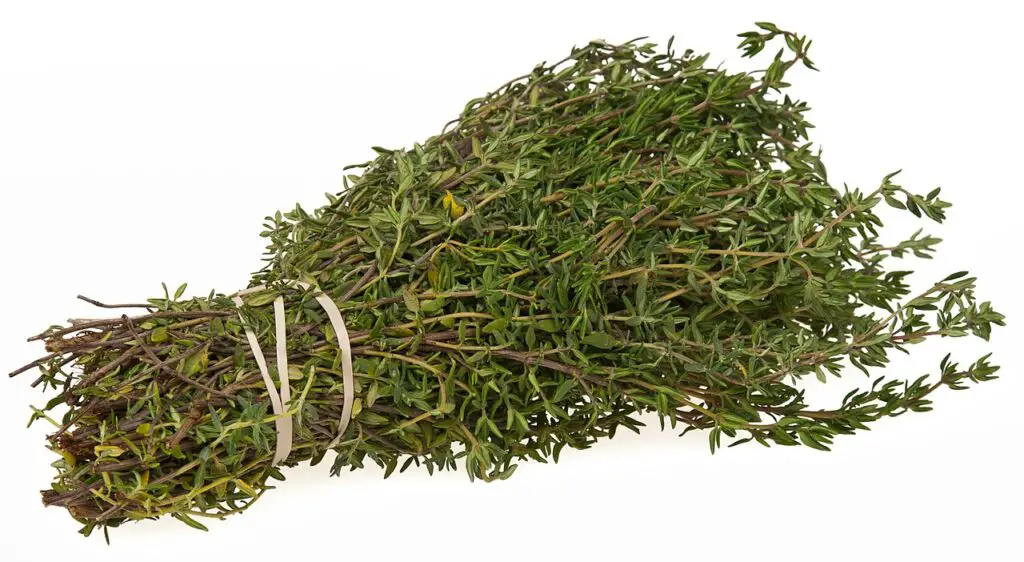 Can Dogs Eat Thyme