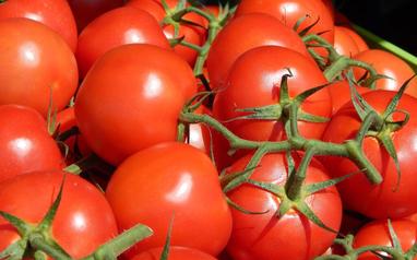 Are Red Tomatoes Good For Dogs