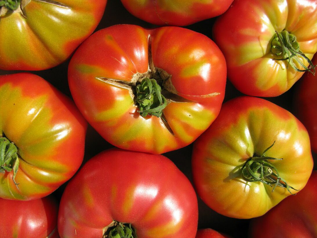 Can Dogs Eat Tomatoes? The Great Tomato Debate!