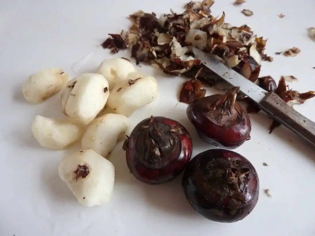 Can Dogs Eat Water Chestnuts? Canine Crunch Time!