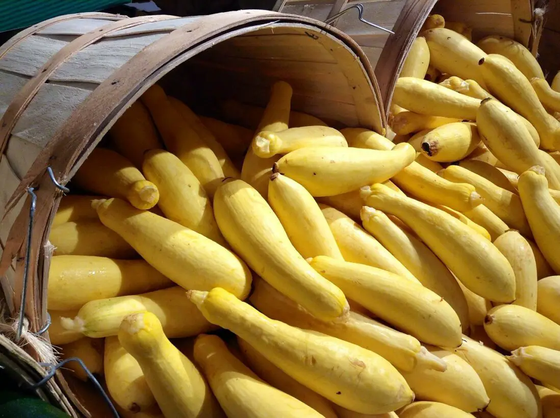 Can Dogs Eat Yellow Squash? A Healthy Addition To Your Dog’s Diet!