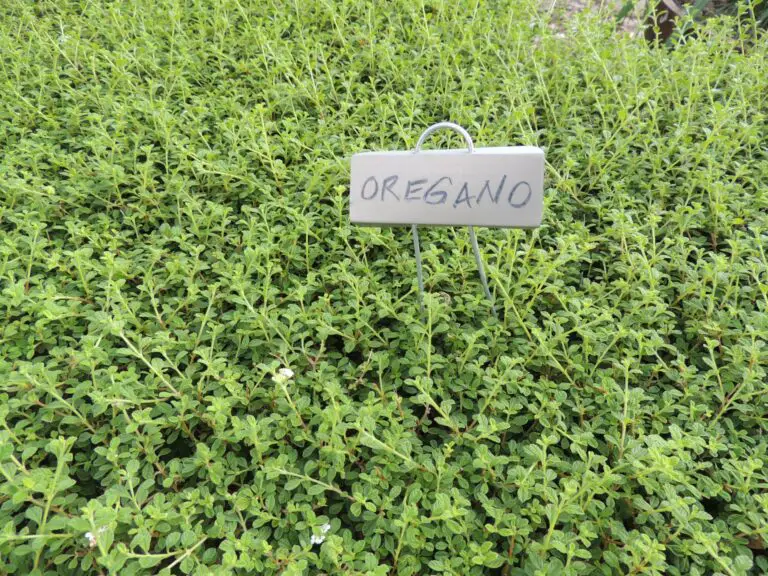 Can Dogs Eat Oregano? The Oregano Debate