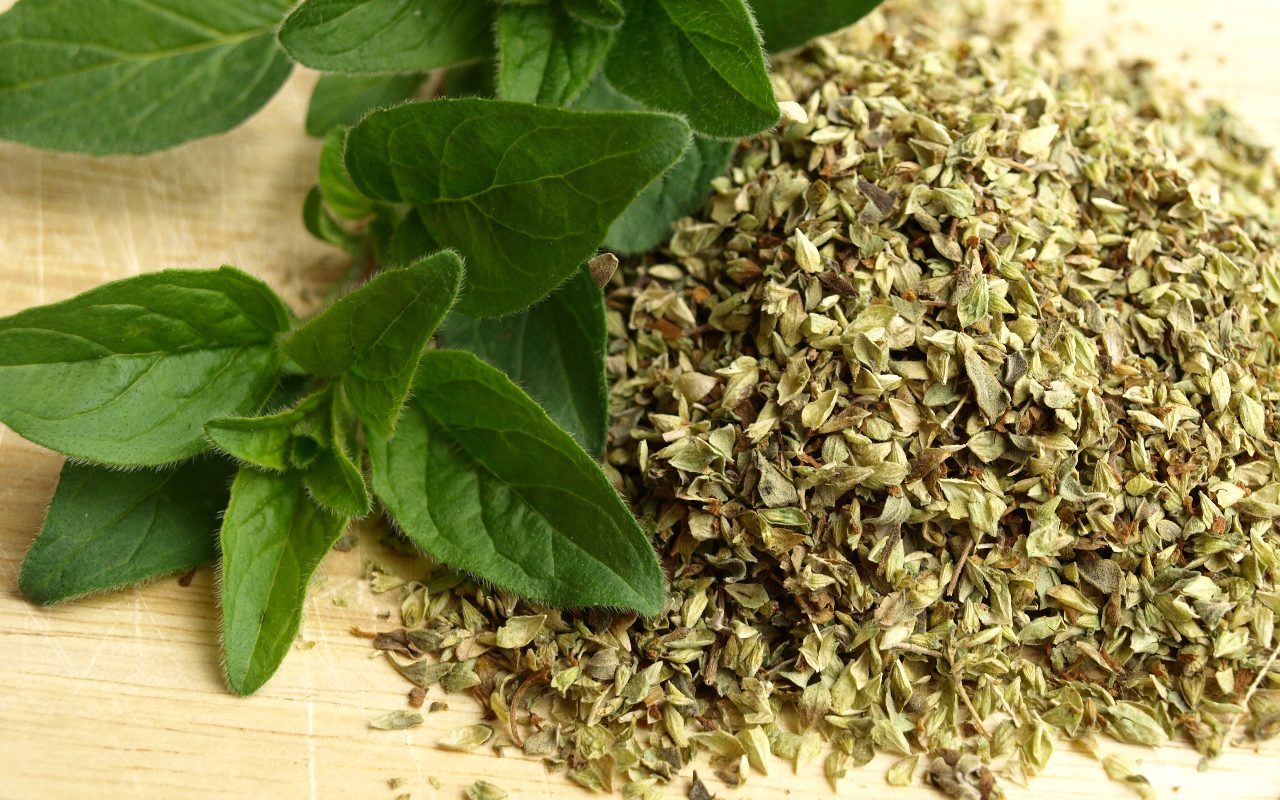 Can Dogs Eat Oregano? The Oregano Debate