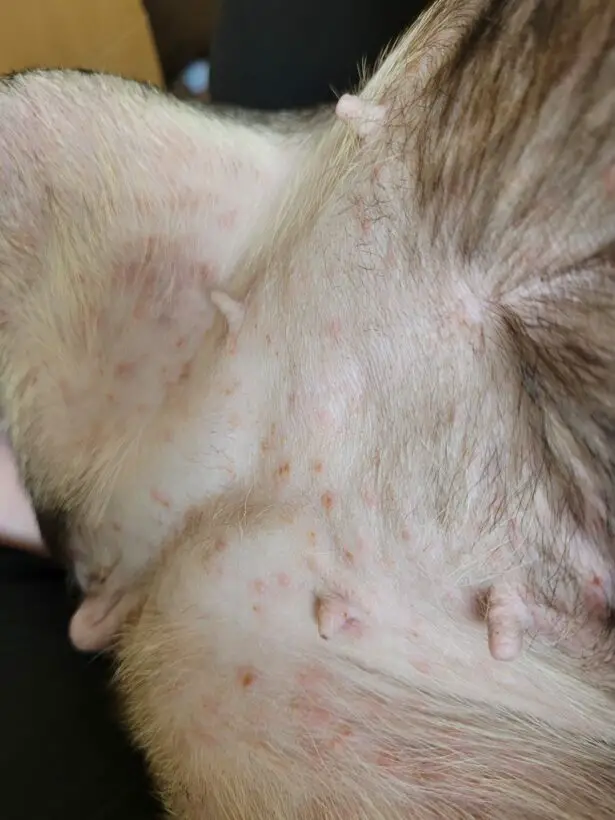 Is Xyzal Safe For Dogs With Allergies? (Answered!)