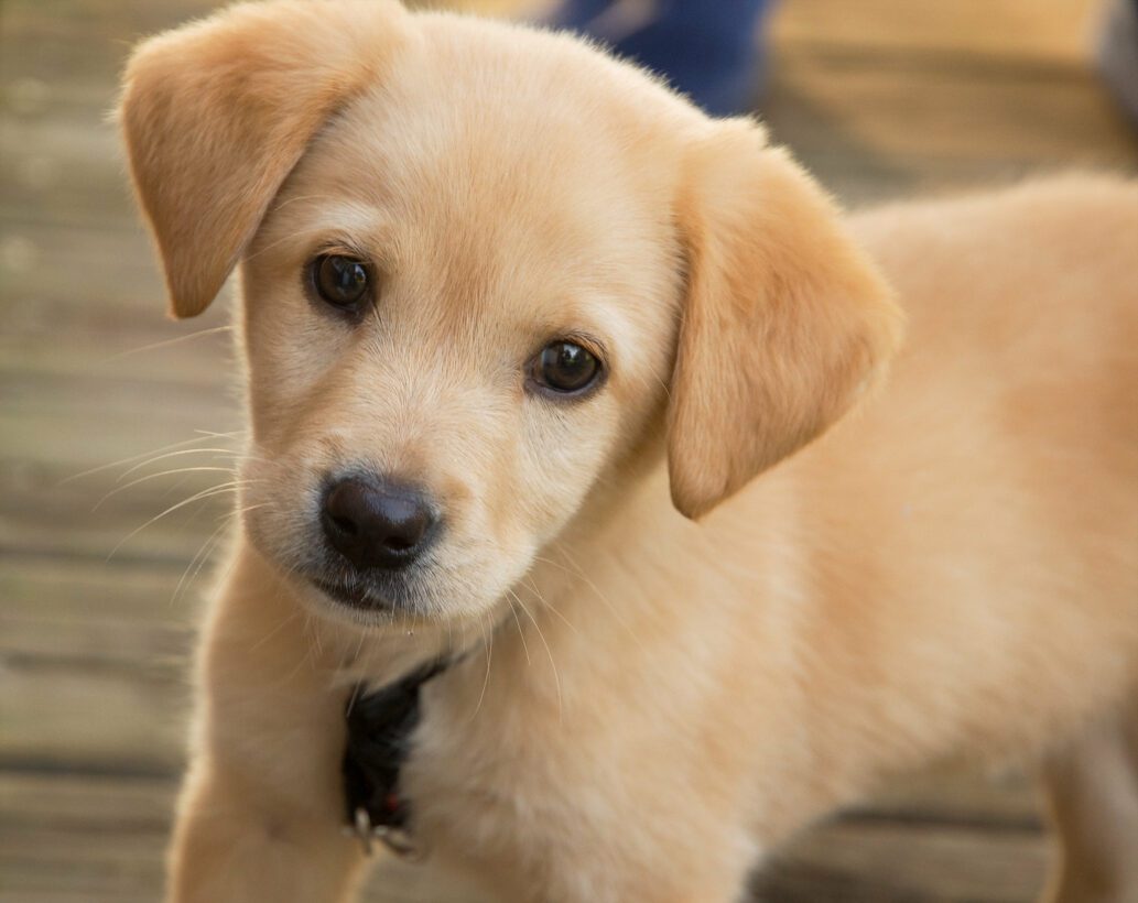 Stunning Feed Puppies With Digestive Issues image