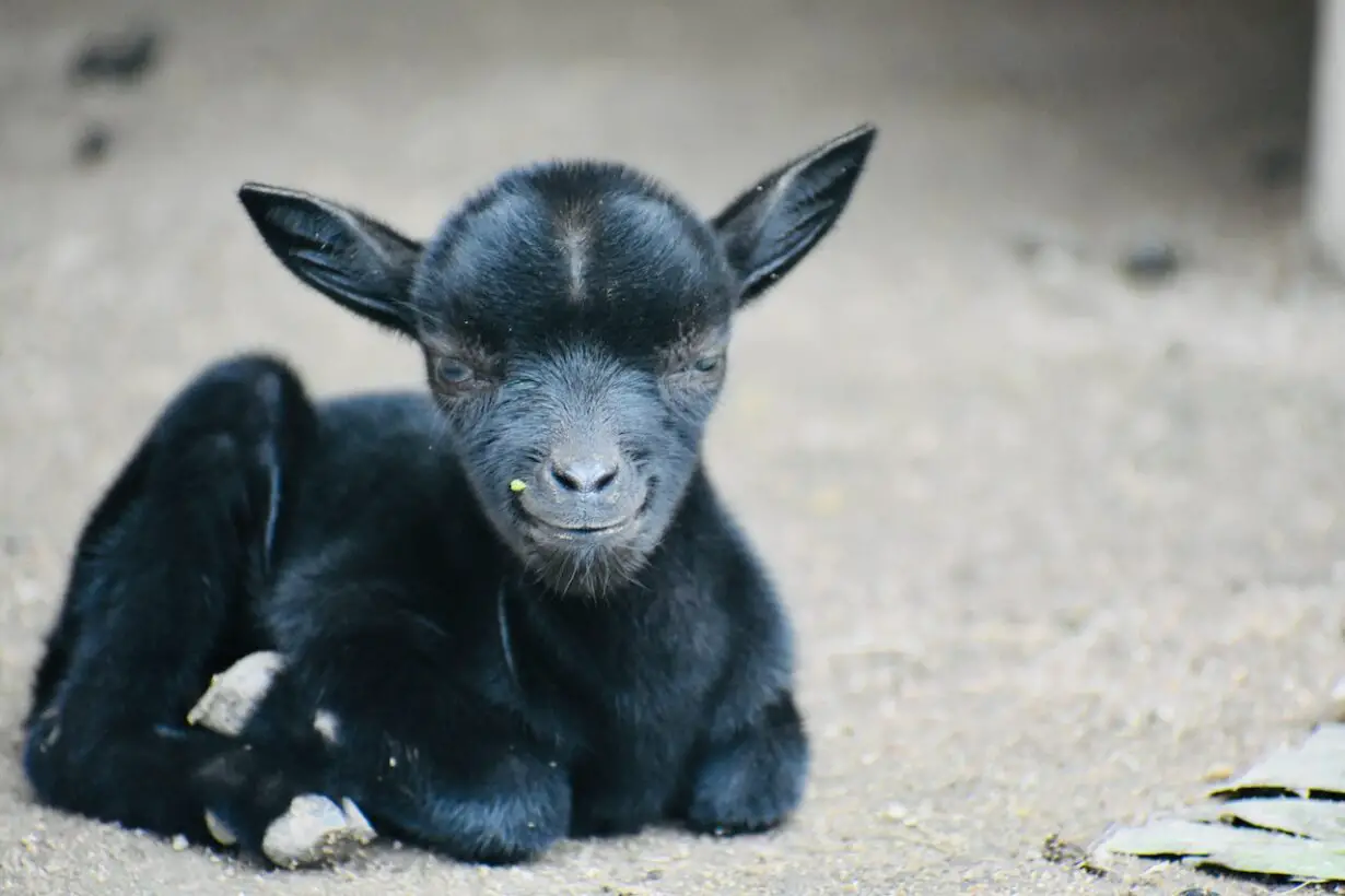 All About Goats: Surprising Fun Facts That Will Make Your Day