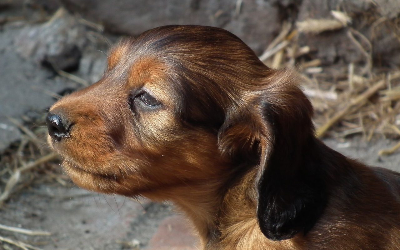 Are Dogs Able To Sniff Out Illness