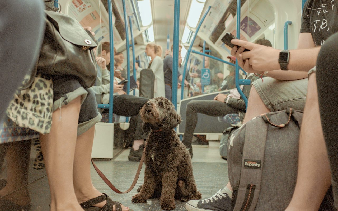 Are Dogs Allowed On Bart?