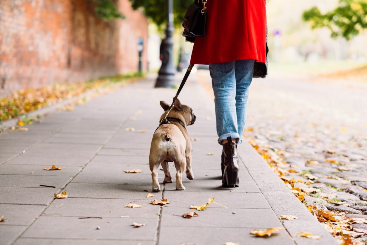 Are Walks Mentally Stimulating For Dogs?