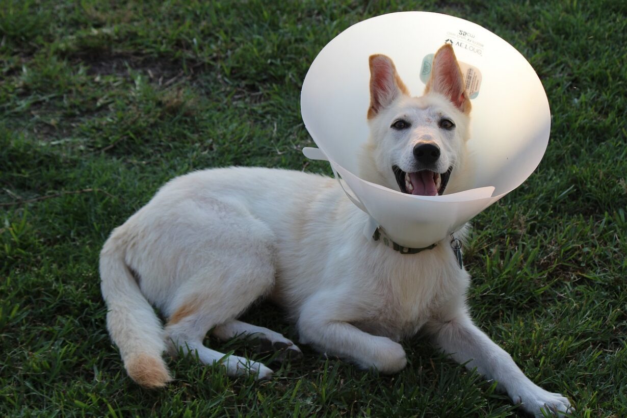Wearing a Cone in the Crate Guidelines for Dogs
