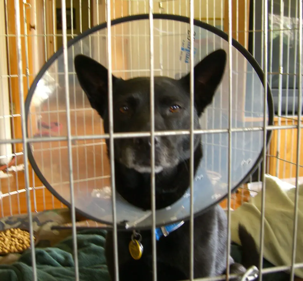 Can Dog Wear Cone in Crate