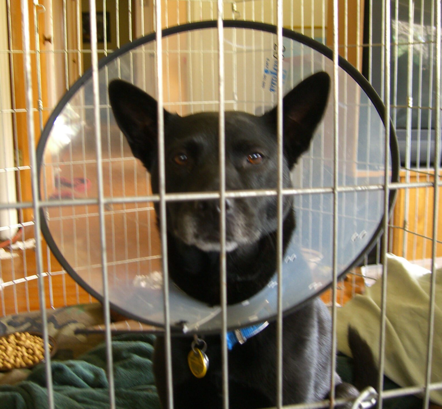 Wearing a Cone in the Crate Guidelines for Dogs