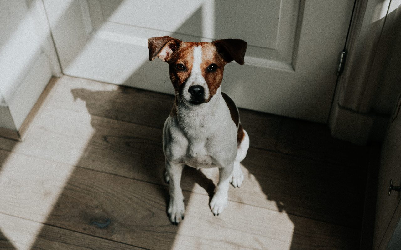 Can Dogs Smell Fear and Stress