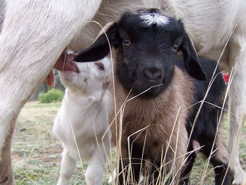 Can Goats Feel Happy?