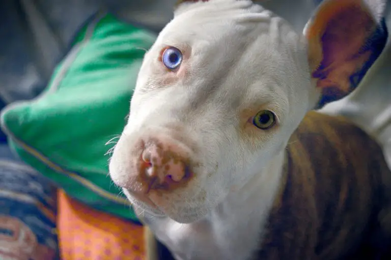 Can Pit Bulls Go To Dog Parks?