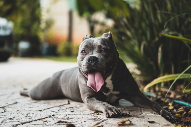 Can Pit Bulls Go To Dog Parks?