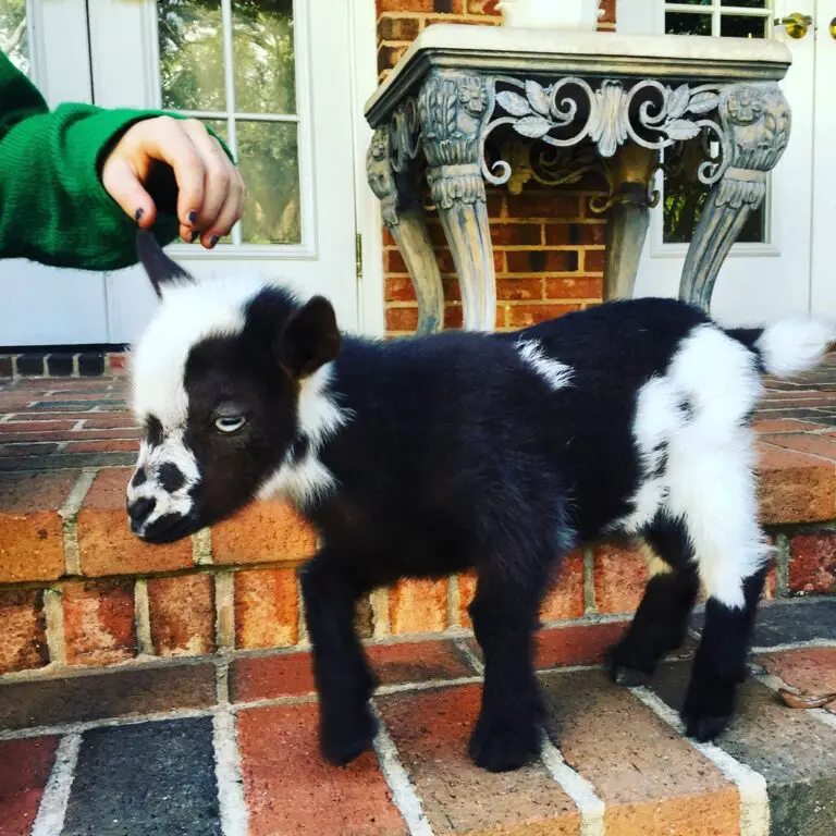 Can You Use Dog Flea Treatment On Goats