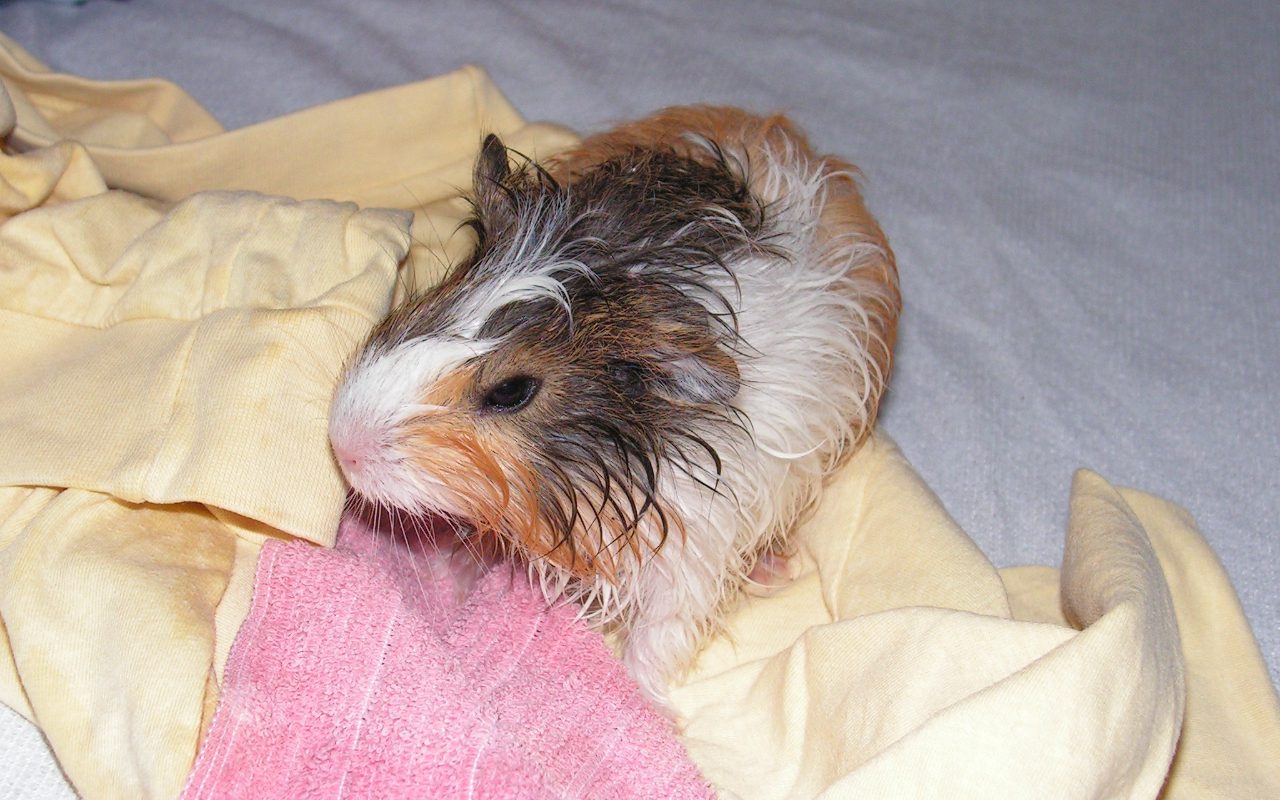 Can You Use Dog Shampoo on Guinea Pigs?