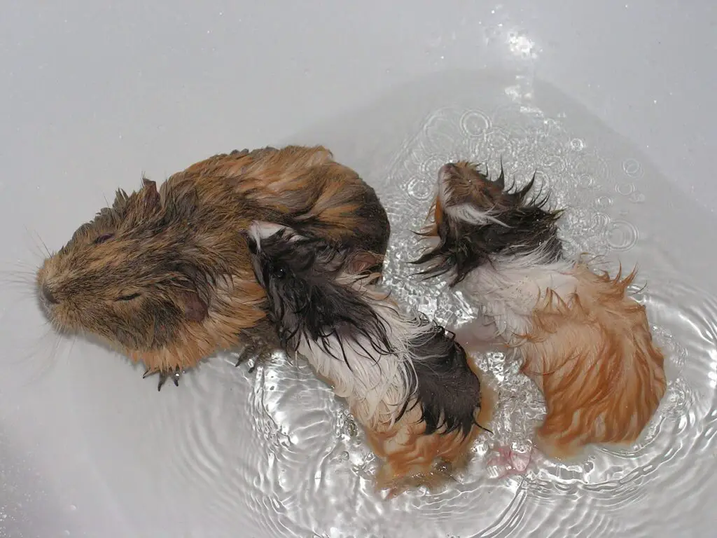 Can You Use Dog Shampoo on Guinea Pigs