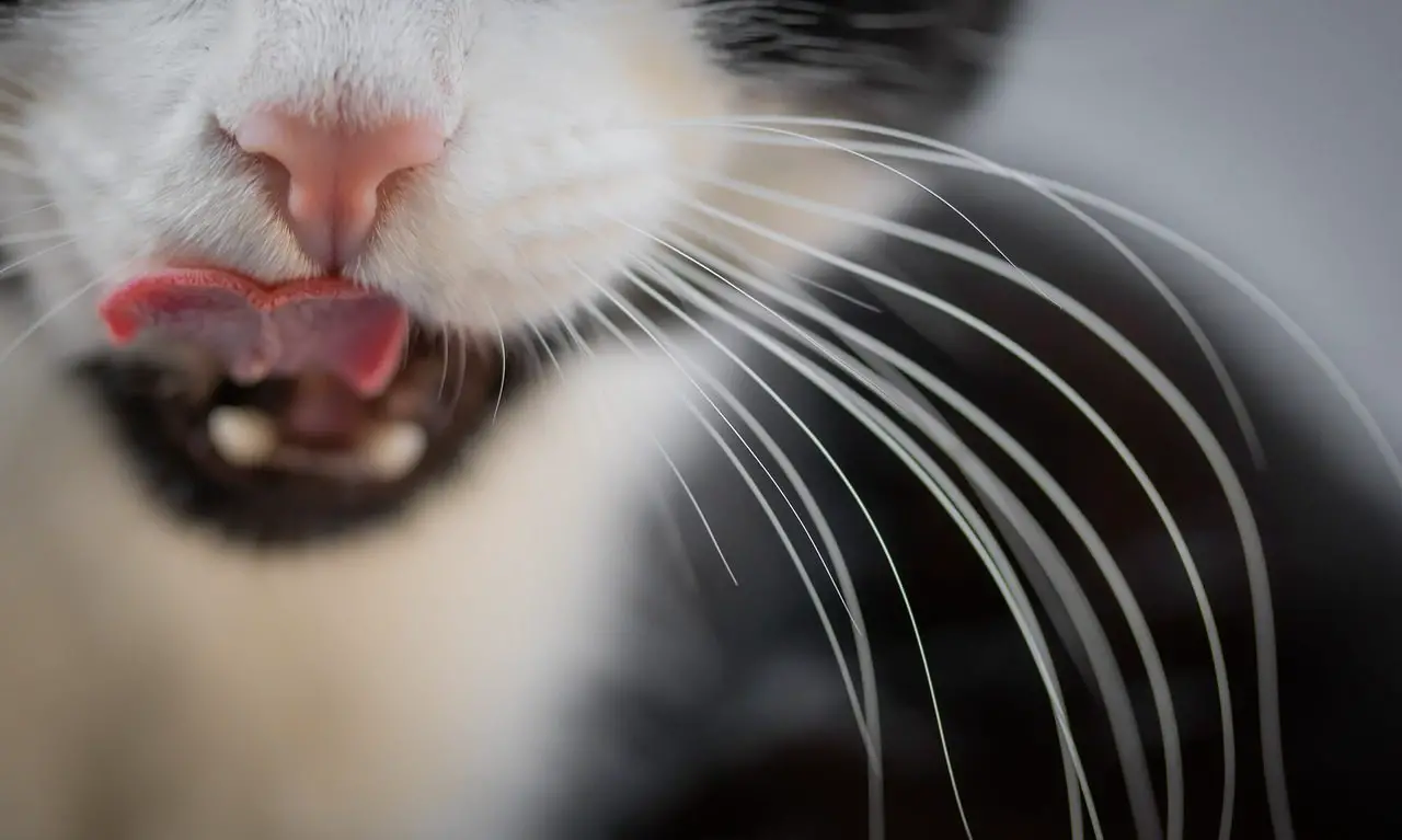 Can You Use Dog Toothpaste on Cats?