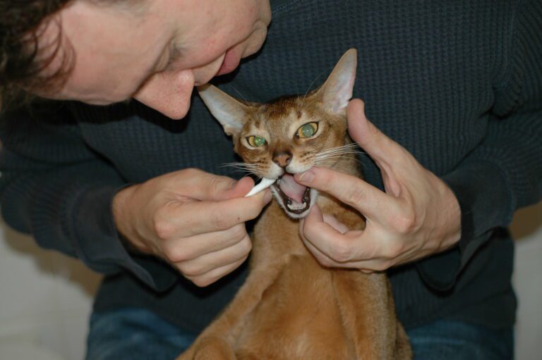 Can You Use Dog Toothpaste on Cats?