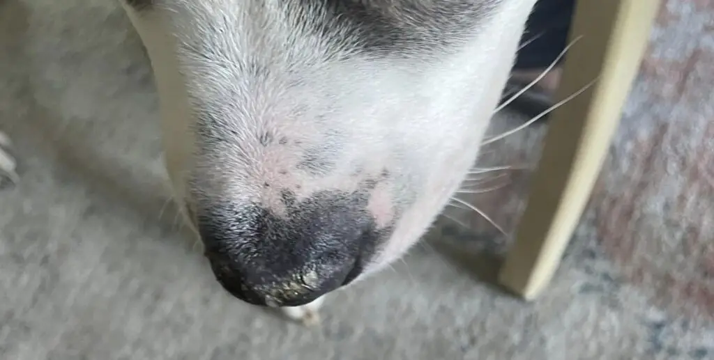 can i put neosporin on my dogs nose