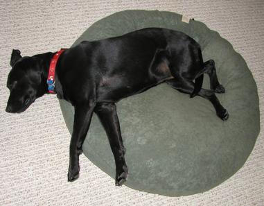 When A Dog Is On Heat When Can It Get Pregnant