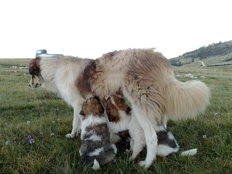 Can a Mother Dog Nurse Puppies From a Different Litter?